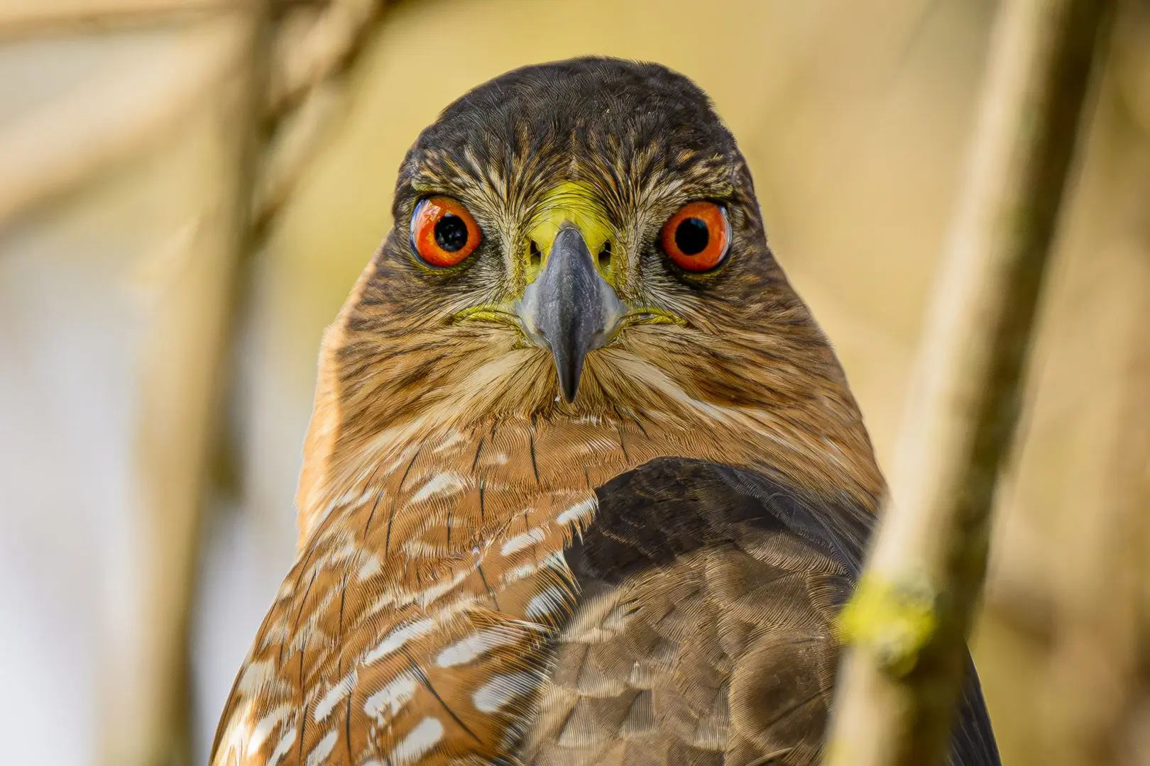 Close-up of a bird of prey with bright red-orange eyes and a sharp gray beak, facing the camera.