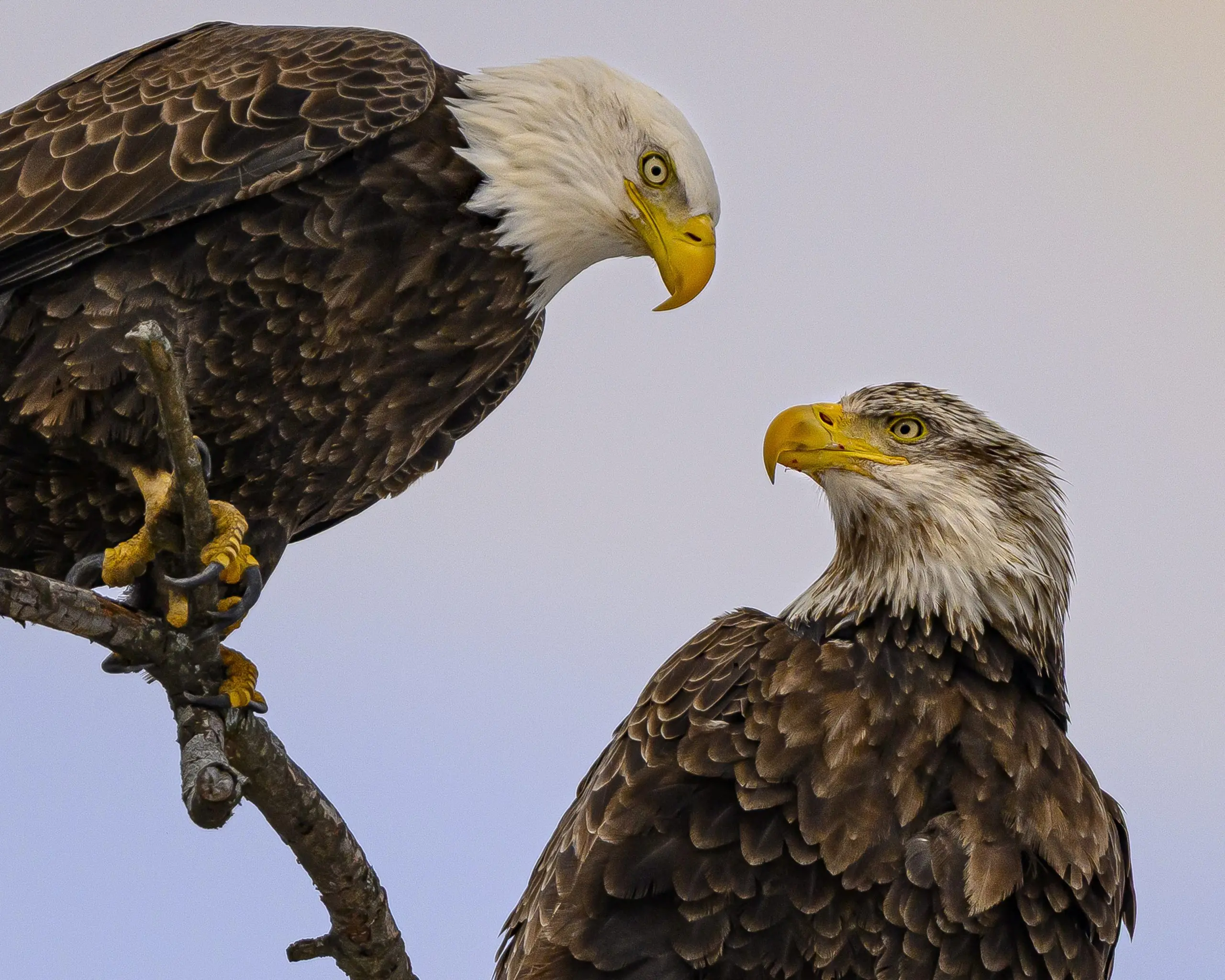 Two bald eagles perched on a branch, an adult with a white head on the left and a juvenile with a speckled head on the right.