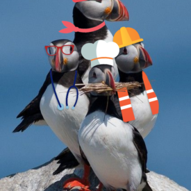 Four puffins with clip art clothes on representing a dr, flight attendant, chef, and construction worker